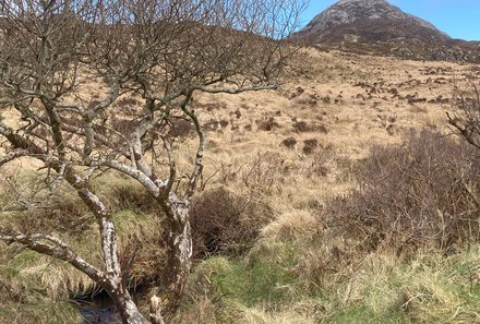 Irland Familienreise - Irland for family - Diamond Hill im Connamara Nationalpark - Natur