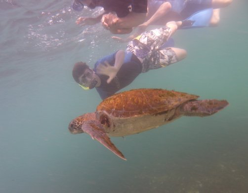 Fernreiseziele mit Kindern im Sommer - Tipps für Fernreisen im Sommer mit Kindern - Meeresschildkröte beim Schnorcheln