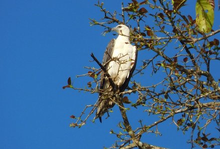 Familienurlaub Malaysia & Borneo - Malaysia & Borneo for family individuell - Kinabatangan River - Vogel