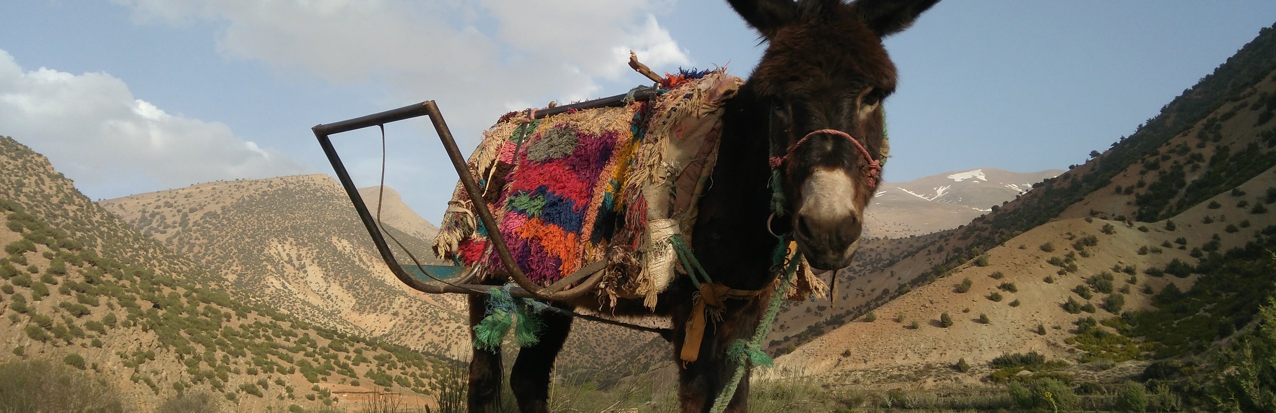 Marokko mit Kindern - Reisebericht Marokko mit Kindern - Esel mit Sattel