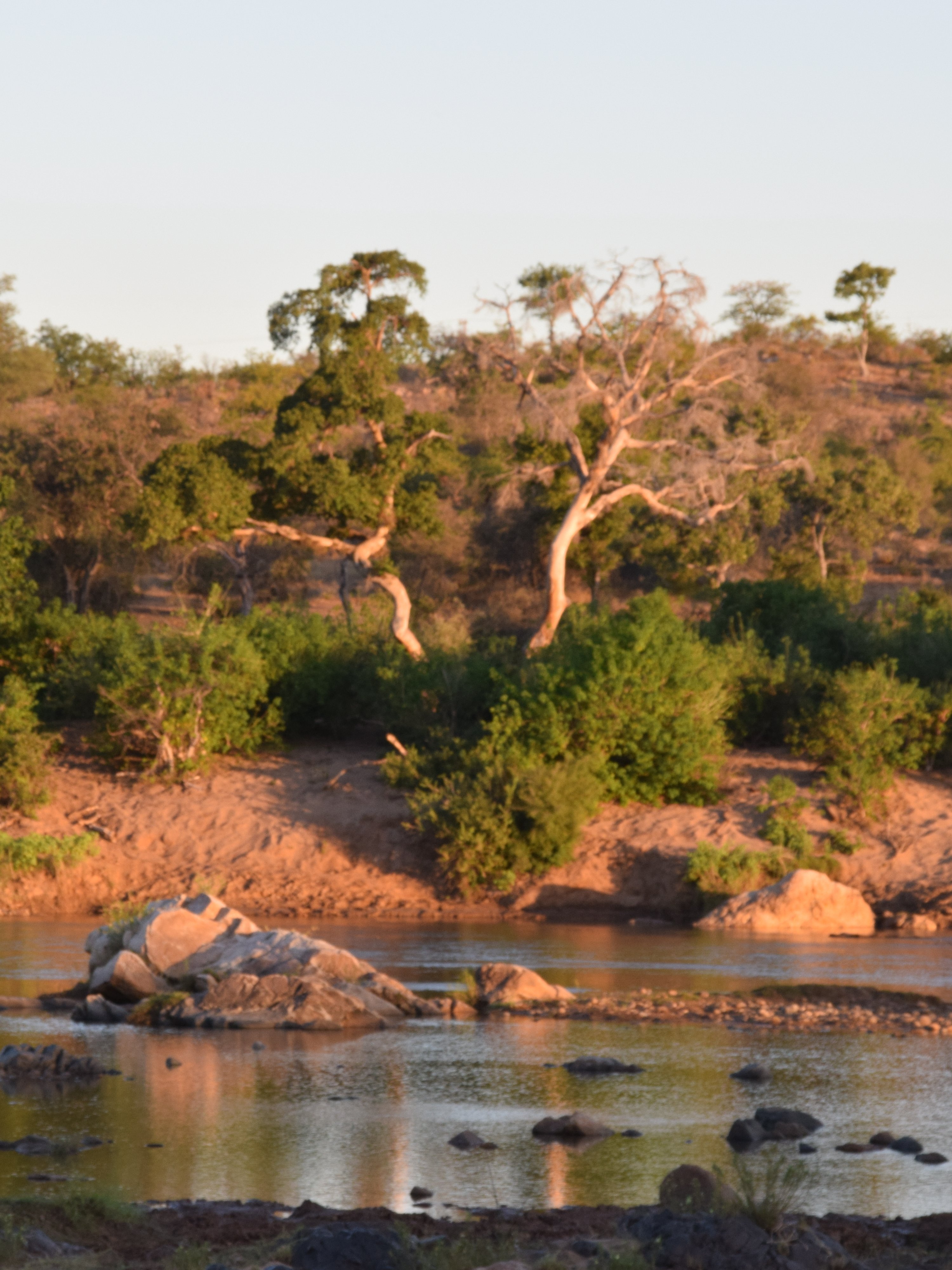 Südafrika mit Kindern - Mit Kindern auf Safari & zum Kap der guten Hoffnung - Krüger NP