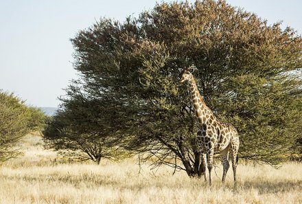 Namibia Deluxe Familienreise - Epacha Game Lodge - Giraffe in der Natur