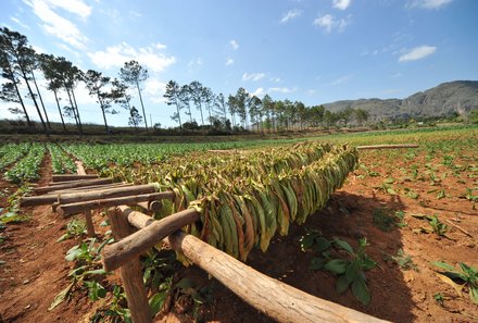 Familienreise Kuba - Kuba for family - Vinales