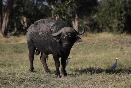 Namibia & Botswana mit Jugendlichen - Namibia & Botswana Family & Teens - Mahango Nationalpark - Büffel