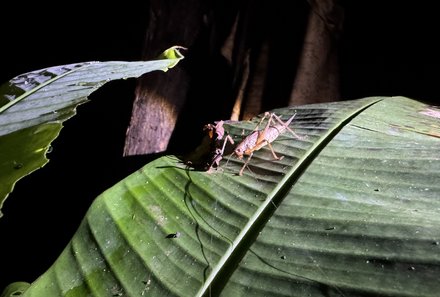 Familienreise Galapagos und Ecuador - Galapagos Family & Teens - Tiere Nachtwanderung