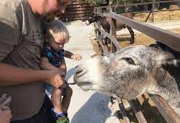 Familienreise Zypern - Zypern for family - Besuch einer Eselfarm