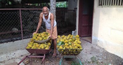 Indien Süd mit Kindern - Familienurlaub in Kerala in Südindien - Mann erntet Früchte