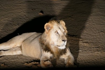 Kenia Familienurlaub mit Kindern - Bewertung - Löwe bei Nachtsafari Kenia Familienurlaub mit Kindern - Bewertung - Löwe bei Nachtsafari