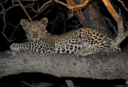 Familienurlaub Südafrika - Südafrika for family individuell - Krüger Nationalpark