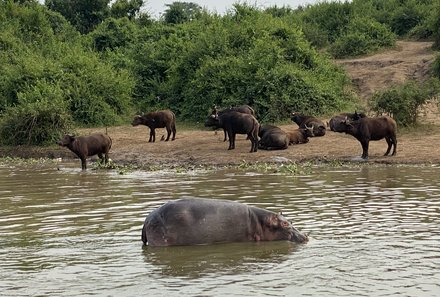 Uganda Familienurlaub - Uganda Family & Teens - Tierbeobachtung am Fluss