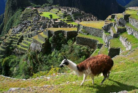 Peru mit Jugendlichen - Lama