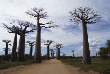 Botswana Familienreise - Botswana for family individuell - Baobab Allee