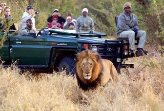 Familienurlaub Südafrika - Südafrika for family individuell - Hluhluwe - Löwe