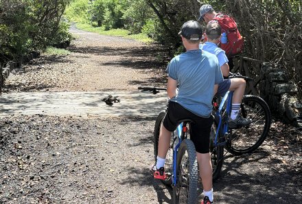 Familienreise Galapagos und Ecuador - Galapagos Family & Teens - Leguan bei der Fahrradtour