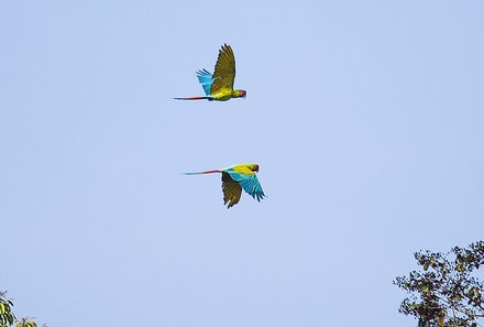 Costa Rica for family Deluxe - Familienreise in Costa Rica - bunte fliegende Vögel 