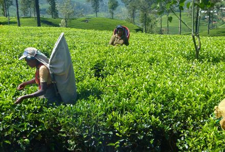 Sri Lanka Sommerurlaub mit Kindern - grüne Teeplantage - Teepflückerinnen bei der Arbeit