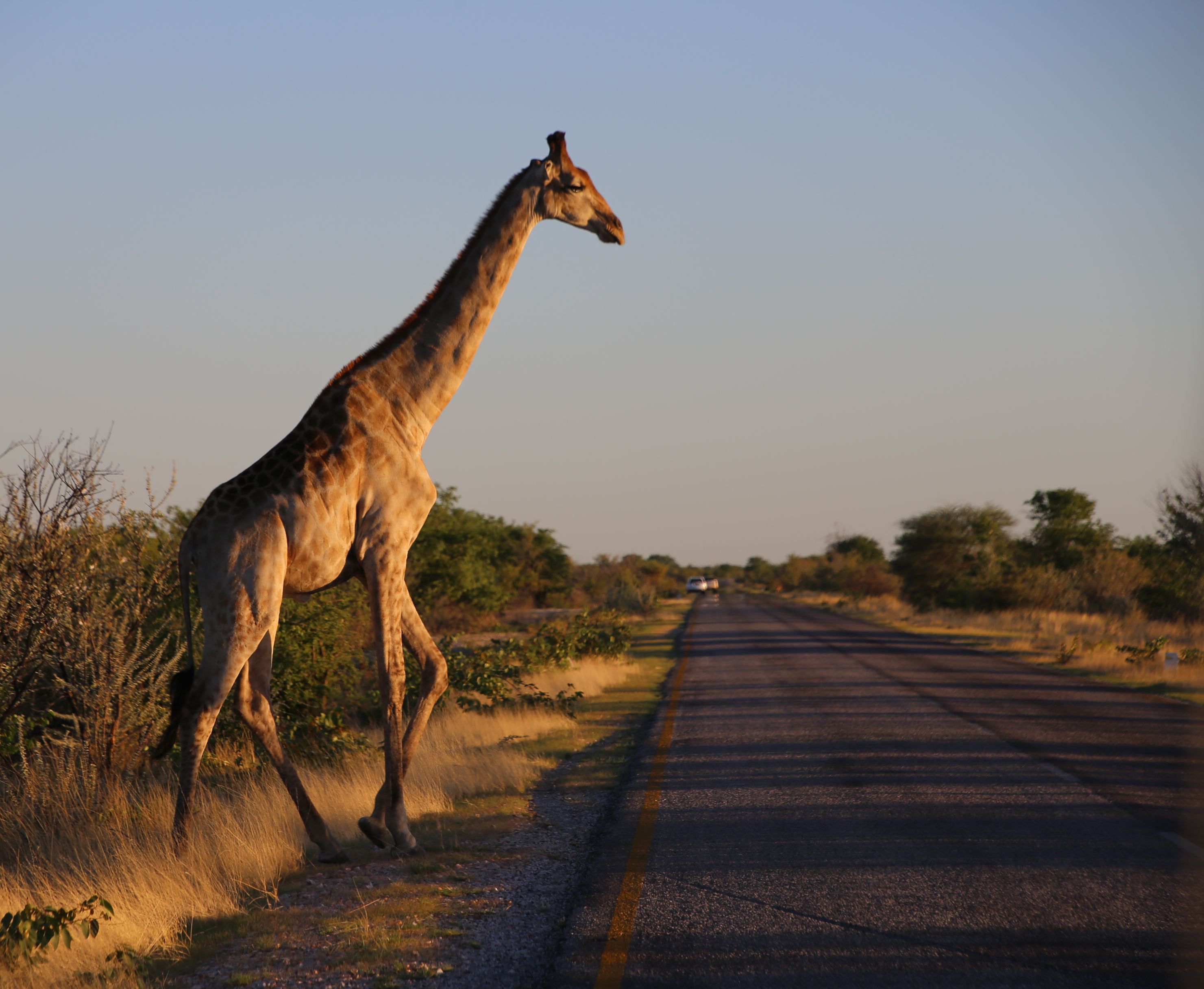 Namibia Familienreise -Namibia for family individuell - Giraffe im Etosha Nationalpark