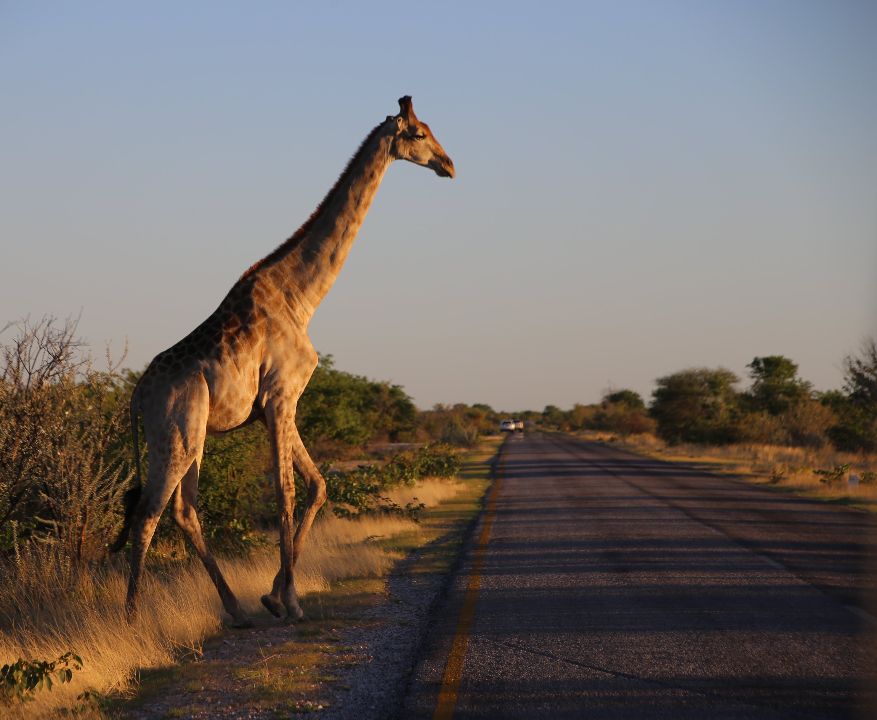 Namibia Familienreise - Namibia for family individuell - Giraffe im Etosha Nationalpark