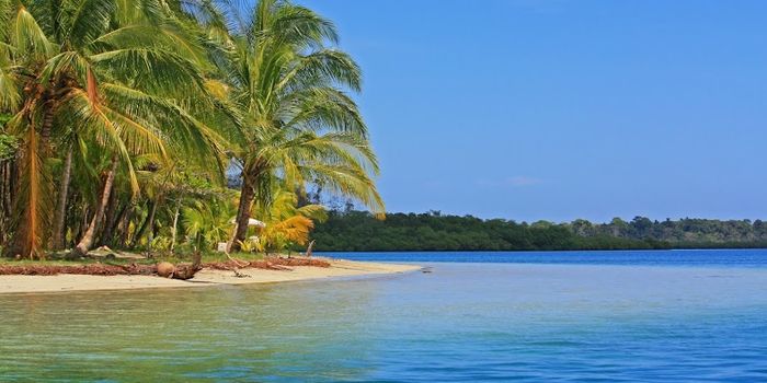 Tierbeobachtungen auf der Familienreise - Strand mit Palmen