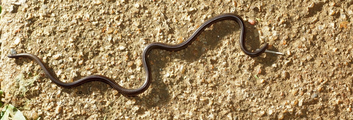 Afrika mit Kindern - Tierbegegnungen in und um Makutsi - Augenlose Wurmschlange