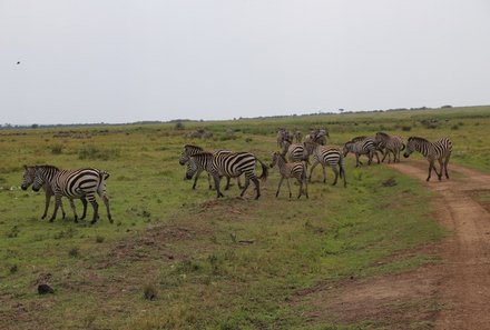 Kenia Family & Teens - Pirsch in Taita Hills Wildlife Sanctuary - Zebras