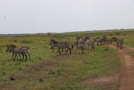 Kenia Familienreise - Kenia for family - Pirsch in Taita Hills Wildlife Sanctuary - Zebras