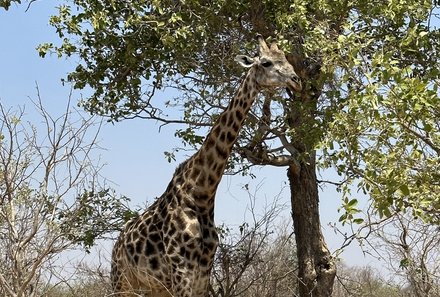 Botswana Familienreise - Botswana for family individuell - Giraffe im Chobe Nationalpark