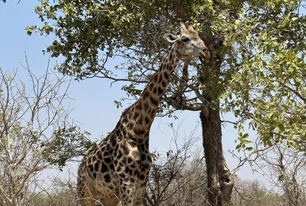 Botswana mit Kindern - Botswana Fly-In-Safari individuell - Chobe Nationalpark mit Giraffe