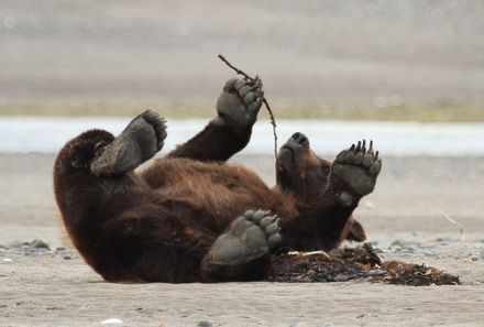 Kanada mit Kindern - Vancouver Island for family - Bär spielt mit Stock