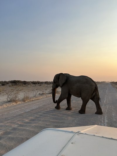 Namibia Family & Teens - Familienreise Namibia - Elefant bei Sonnenuntergang