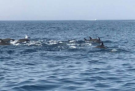 Familienreise Oman - Oman for family - Delfine
