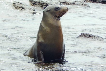 Galapagos Familienreise - Galapagos for family individuell - Seelöwe 