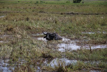 Vietnam for family - Familienreise Vietnam mit Kindern - Tiere in Vietnam
