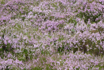 Schottland Familienreise - Schottland mit Kindern - Pflanzen Highlands