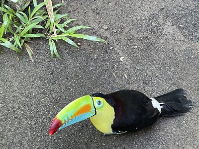 Costa Rica im Mietwagen