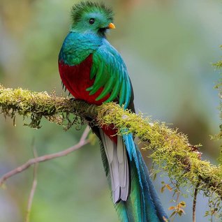 Panama Familienreise - Vogel