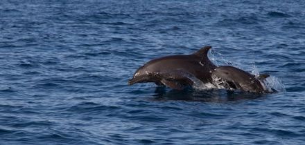 Mexiko mit Kindern - Delfine Mahahual