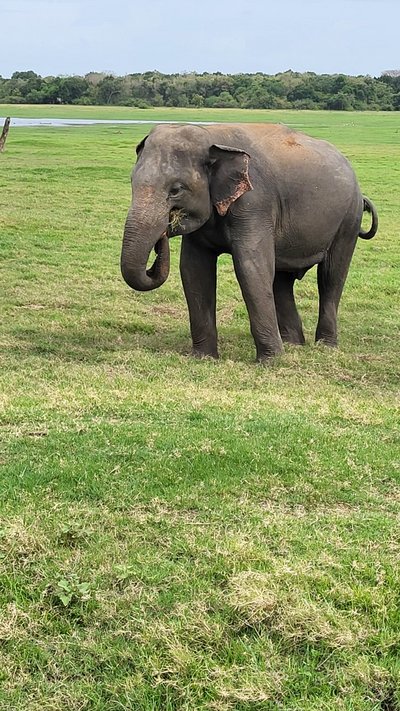 Sri Lanka Summer Family & Teens - Familienreise Sri Lanka - Elefant Sri Lanka Summer Family & Teens - Familienreise Sri Lanka - Elefant
