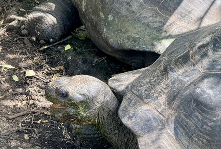 Familienreise Galapagos und Ecuador - Galapagos Family & Teens - Schildkröten Santa Cruz