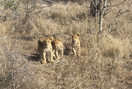 Familienurlaub Südafrika - Südafrika for family individuell - Krüger Nationalpark - Löwenkinder