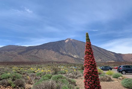 Teneriffa Familienurlaub - Teneriffa for family - Teide NP - Blüte 