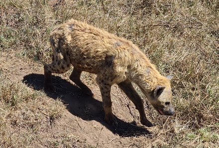 Safari Afrika mit Kindern - Safari Urlaub mit Kindern - beste Safari-Gebiete - Serengeti Nationalpark - Hyäne