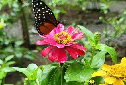 Costa Rica for family individuell - Costa Rica zum Bestpreis - Schmetterling mit Blume