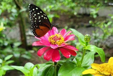 Costa Rica Familienreise - Costa Rica for family individuell - Ecocentro Danaus - Schmetterling auf Blüte