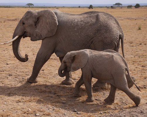 Reisebericht Kenia - Kenia mit Kindern - Elefanten