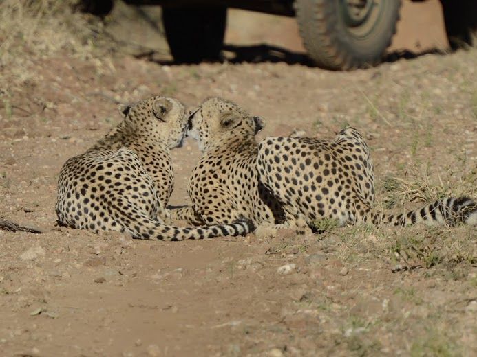 Individuelle Familienreisen - Afrika mit Kinder - Zwei Geparde