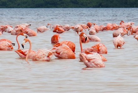 Mexiko Familienreise - Mexiko mit Kindern - Flamingos im Wasser