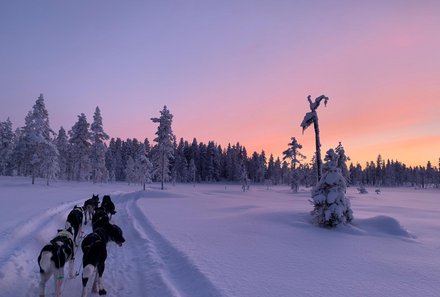 Schweden for family Winter - Hundeschlittentour - mit Sonnenuntergang