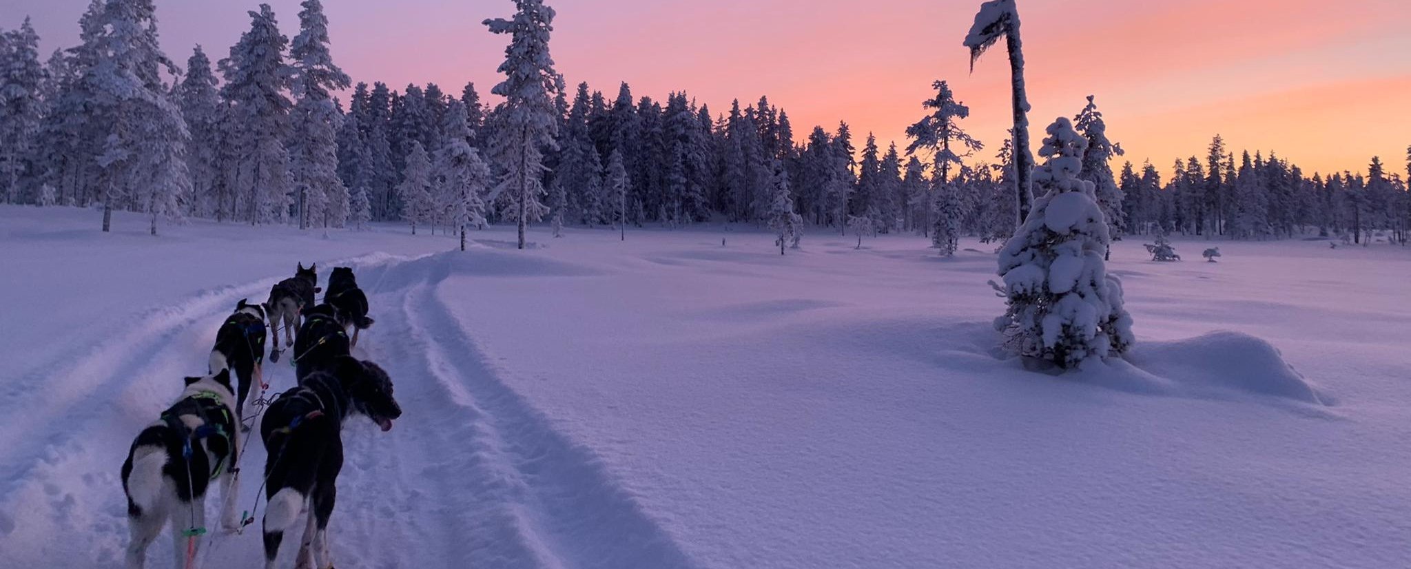 Schweden for family Winter - Wildact Adventure - Schlittenfahrt mit Huskies
