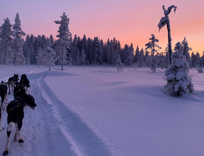 Schweden for family Winter - Wildact Adventure - Schlittenfahrt mit Huskies